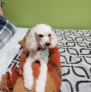 Meet your Posher, Alexa